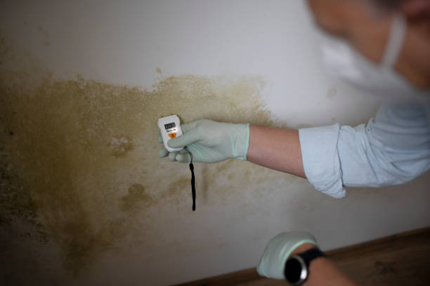Trusted Estill, SC Mold Remediation Experts