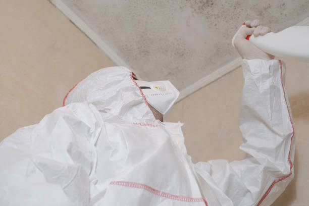 Best DIY Mold Remediation Support Services in Estill, SC