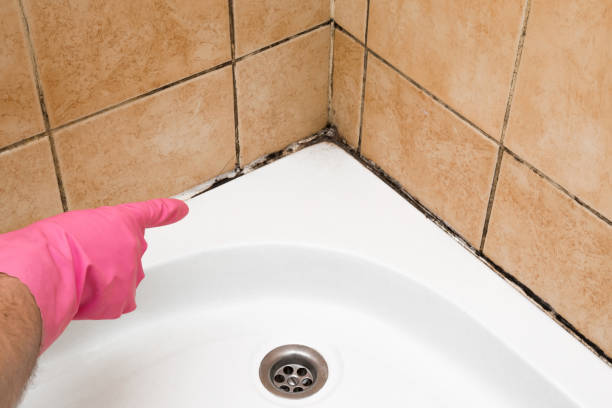 Best Attic Mold Remediation in Estill, SC